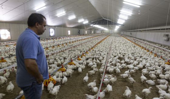 Los productores de pollo declaran la guerra a los hipermercados