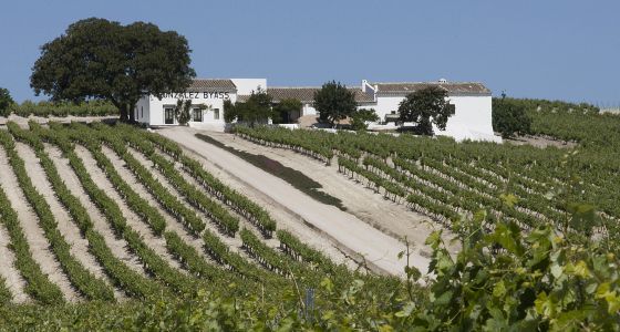 Resultado de imagen de viñedos de jerez