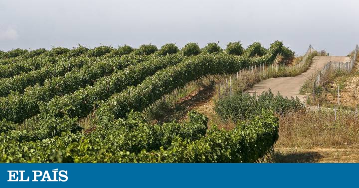 Tantos vinos, éxitos y sospechas