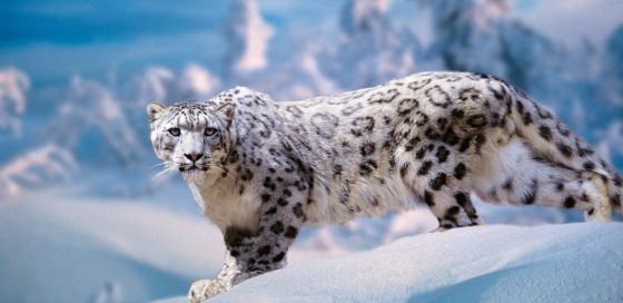 Resultado de imagen para leopardo de las nieves