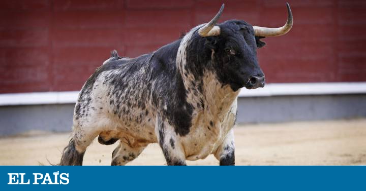 Analisis Veterinario El Toro De Lidia Moderno Es Un Atleta Abrumado Por El Estres Y La Obesidad Blog El Toro Por Los Cuernos El Pais