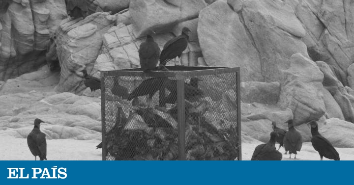 El ‘ostinato rigore’ de Santiago Sierra | Babelia | EL PAÍS