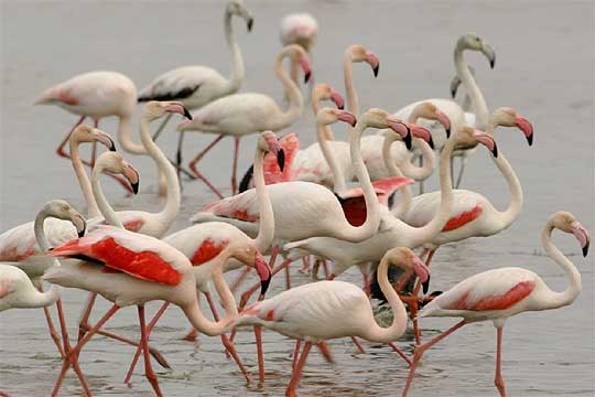 Resultado de imagen de flamencos parque doÃ±ana