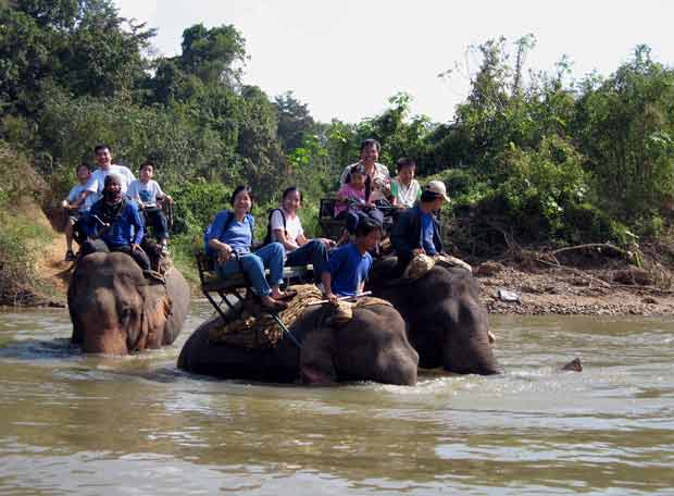 fueron-liberados-78-elefantes-por-la-falta-de-turistas