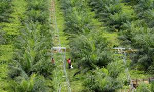 productores de aceite de palma peru