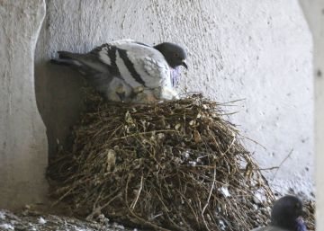 Una vecina, condenada a abandonar su piso durante un año por dar de comer a las palomas desde su ventana