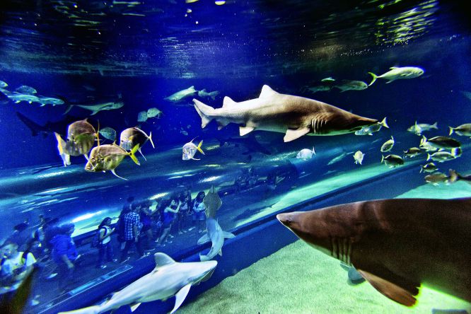 Fotos: Fotogalería: el mayor acuario de Europa | Fotografía | EL PAÍS