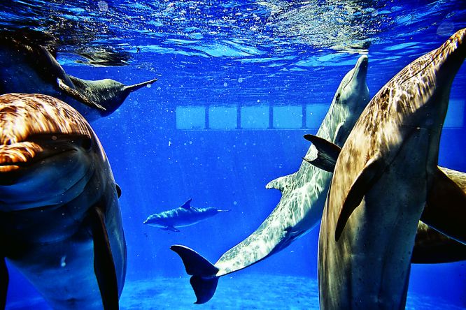 Fotos: Fotogalería: el mayor acuario de Europa | Fotografía | EL PAÍS