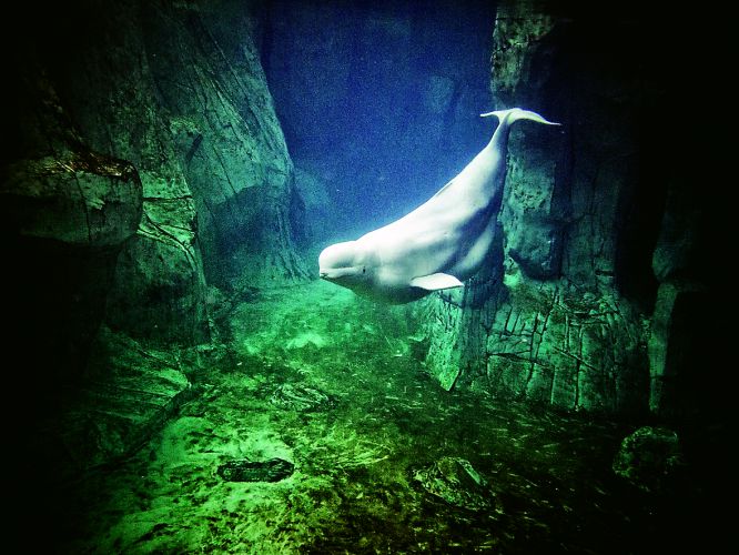 Fotos: Fotogalería: el mayor acuario de Europa | Fotografía | EL PAÍS