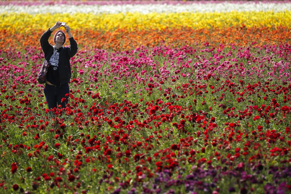 la hidden flowers fields la hidden flowers fields