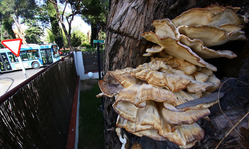Details 100 los hongos que salen en los árboles son comestibles