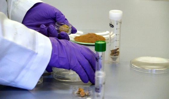 Medicina para deshacer piedras en los rinones