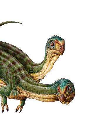 Los dinosaurios carnivoros y herbivoros