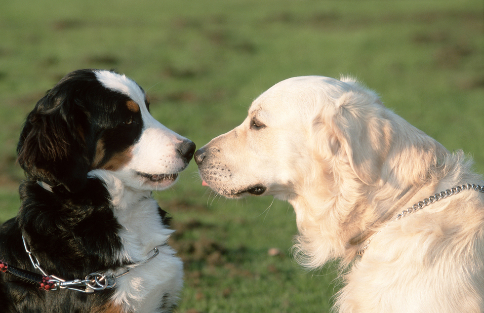 Resultado de imagen para PERROS COGIENDO