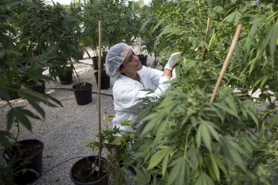 Te de marihuana sirve para adelgazar