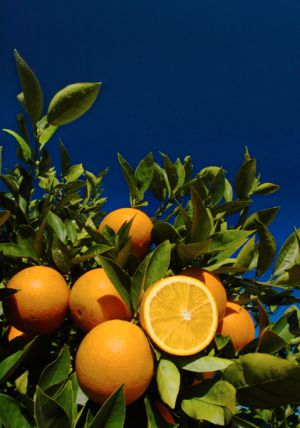 Beneficios Para Que Sirve Realmente La Vitamina C Y Para Que No Ciencia El Pais