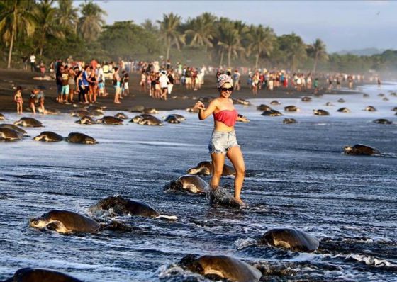 Costa Rica La Oleada De Turistas Que Impidio Anidar A Las Tortugas Ciencia El Pais