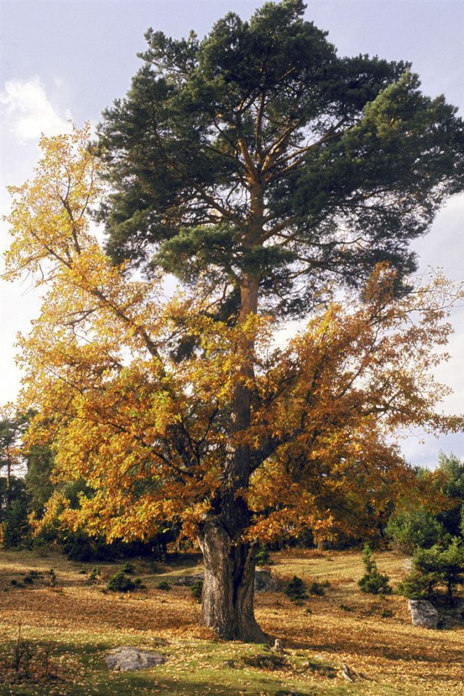 Fotorrelato: Los árboles más peculiares de Europa | Ciencia | EL PAÍS