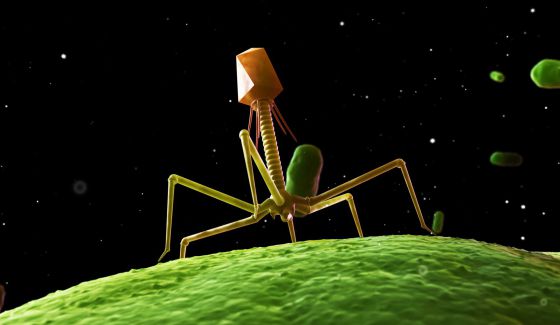 Resultado de imagen de fagos contra bacterias