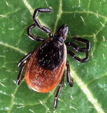 garrapata acaro