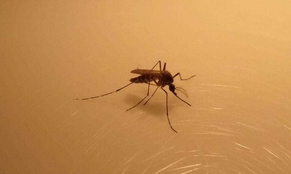 Cuanto cuesta la vacuna contra la fiebre amarilla en guatemala