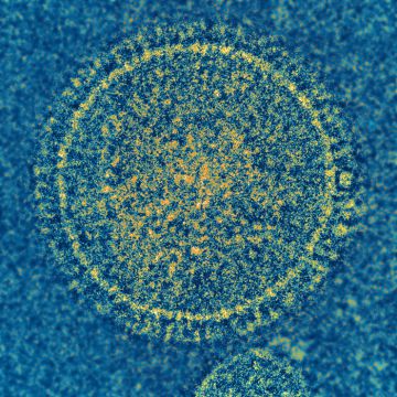 La hepatitis se hereda