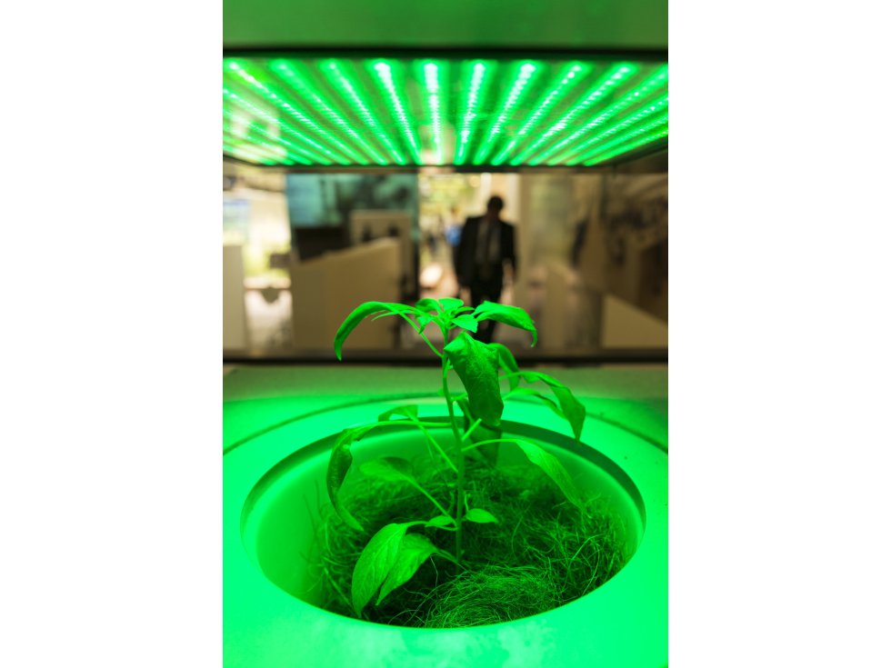 Uno de los experimentos llevados a cabo en las instalaciones consiste en iluminar a plantas de la misma especie con diferentes longitudes de onda (rojo, verde, azul) y comprobar cómo afecta a su desarrollo.