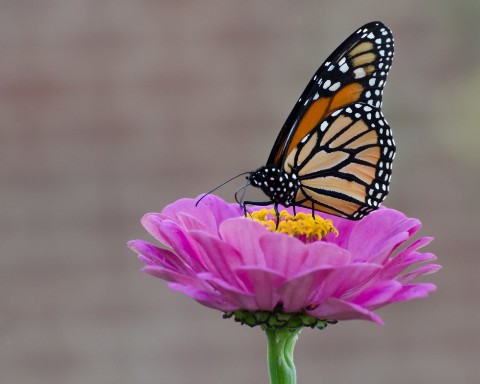 Una mariposa monarca posada en la corola de una flor en Lexington, Virginia...
