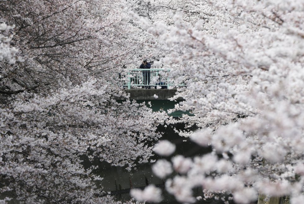 Fotos: Sakura: Cerezos en flor en Japón | Actualidad | EL PAÍS