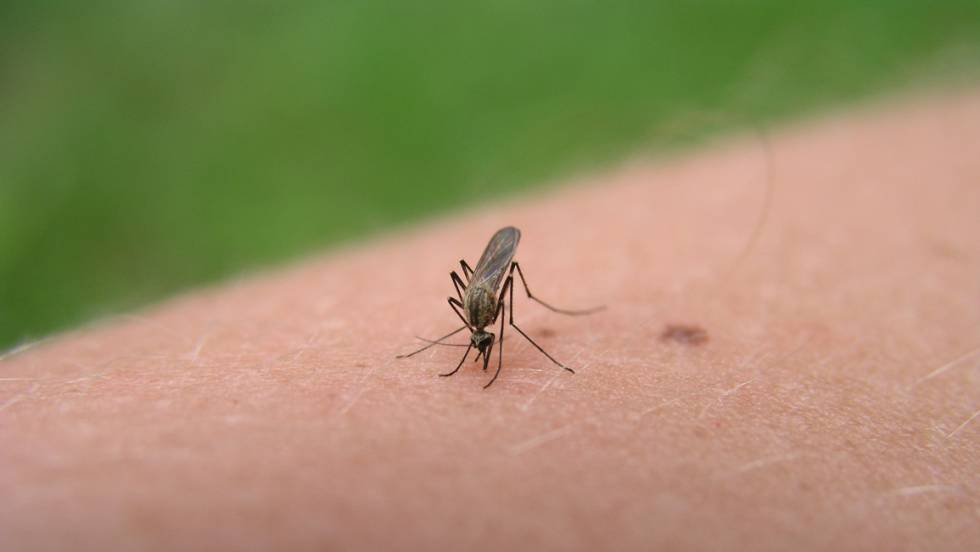 Uso de trampas para mosquitos