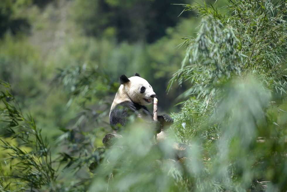 Giant Panda Eating Bamboo, Wolong Nature Reserve, Sichuan, China без смс