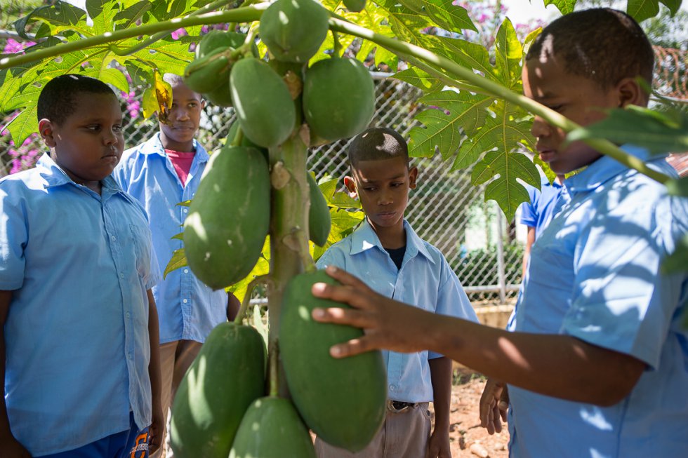 En ocasiones, los alumnos también comen algunas de las frutas que producen en el jardín de su escuela. En la escuela de El Mirador uno de ellos, de forma rotatoria, se encarga de controlar la evolución de los distintos cultivos y anotarlo en un registro.