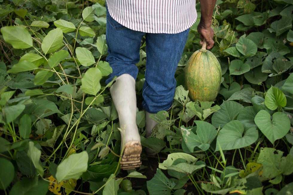Tras el reconocimiento de los agricultores familiares por la ley de seguridad y soberanía alimentaria y nutricional, estos, asociados en cooperativas, podrán convertirse en proveedores de los programas de alimentación escolar. De esta forma los niños se alimentan de productos locales (cuatro frutas y cuatro verduras) y los pequeños productores obtienen una fuente de ingresos que les da cierta seguridad y a la vez les garantiza su propia subsistencia y alimentación.