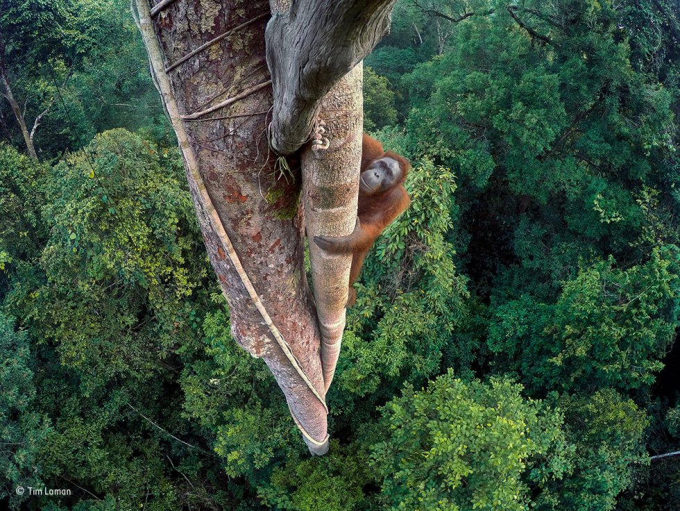 Fotos: Las fotos ganadoras del ‘Wildlife Photographer of the Year 2016