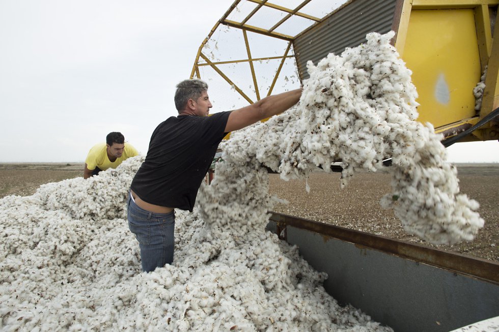 Fotos El cultivo de algodón en España Economía EL PAÍS Fotos El cultivo de algodón en España Economía EL PAÍS