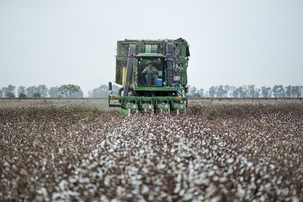 Fotos El cultivo de algodón en España Economía EL PAÍS Fotos El cultivo de algodón en España Economía EL PAÍS