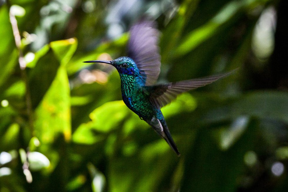 Cuanto Late El Corazon De Un Colibri