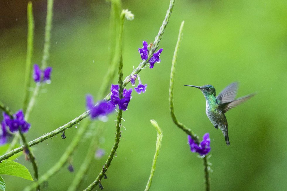 Fotos: Elogio del colibrí | Planeta Futuro | EL PAÍS