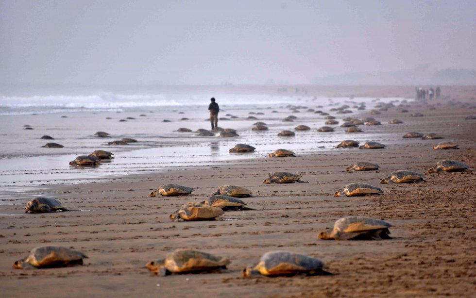 Fotos Tortugas en la India Actualidad EL PAÍS