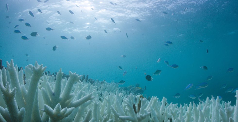 Fotos: El Blanqueo De Corales En La Gran Barrera De Coral De Australia ...