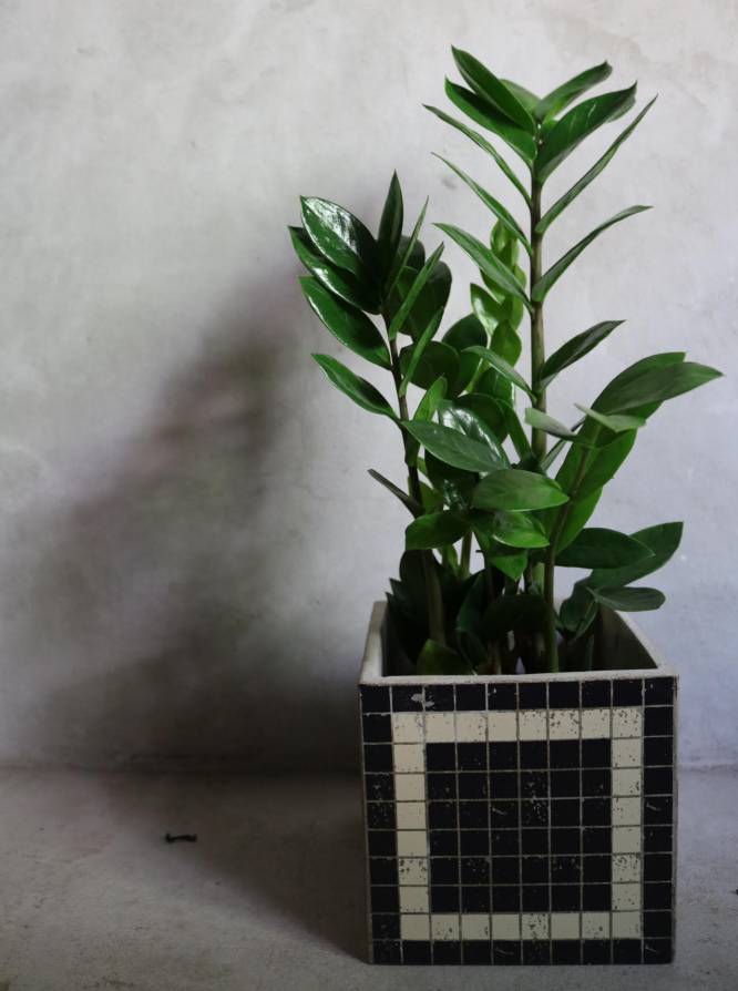 Fotorrelato: Diez plantas bonitas de interior a prueba de asesinos de  plantas | ICON | EL PAÍS