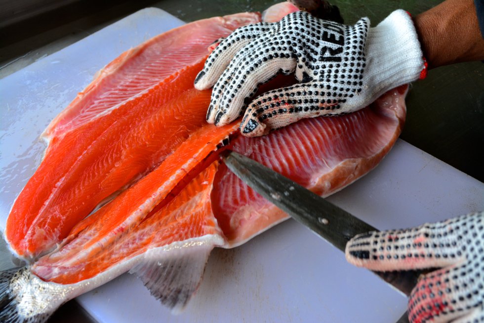 Fotos El Pescado Del Proceso De Paz Colombiano Planeta Futuro