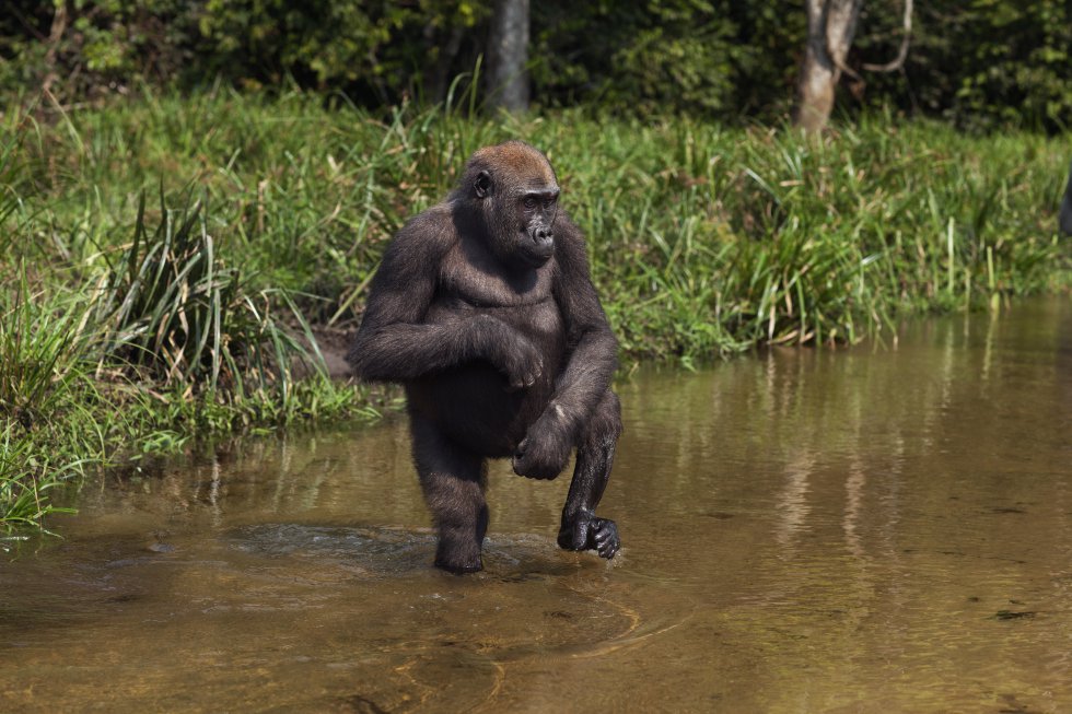 Tanto os gorilas-do-rio-cross (‘Gorilla gorilla diehli’, subespécie do gorila-do-ocidente, ‘Gorilla gorilla’), com menos de 300 exemplares, quanto os gorilas-do-oriente (‘Gorilla beringei’), com 5.000, estão classificados como espécies em perigo crítico de extinção na Lista Vermelha da UICN. Esses símios africanos são capturados vivos e vendidos para ser mantidos em cativeiro, ou então são mortos para o consumo de sua carne. Muitos desses animais acabam morrendo ao serem transportados, submetidos a grande estresse ou vítimas de doenças. Na imagem aparece um gorila ocidental de seis anos na República Centro-Africana.