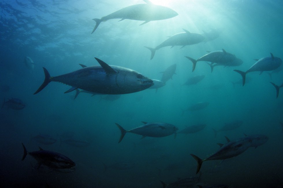 O atum-do-sul (‘Thunnus maccoyii’) vive nos oceanos Atlântico, Índico e Pacífico e aparece na Lista Vermelha como uma espécie em perigo crítico de extinção por sua pesca excessiva. Se o atual ritmo de exploração for mantido, esta espécie pode desaparecer: a IUCN alerta que a biomassa reprodutora diminuiu mais de 85% em menos de 40 anos (1973–2009).