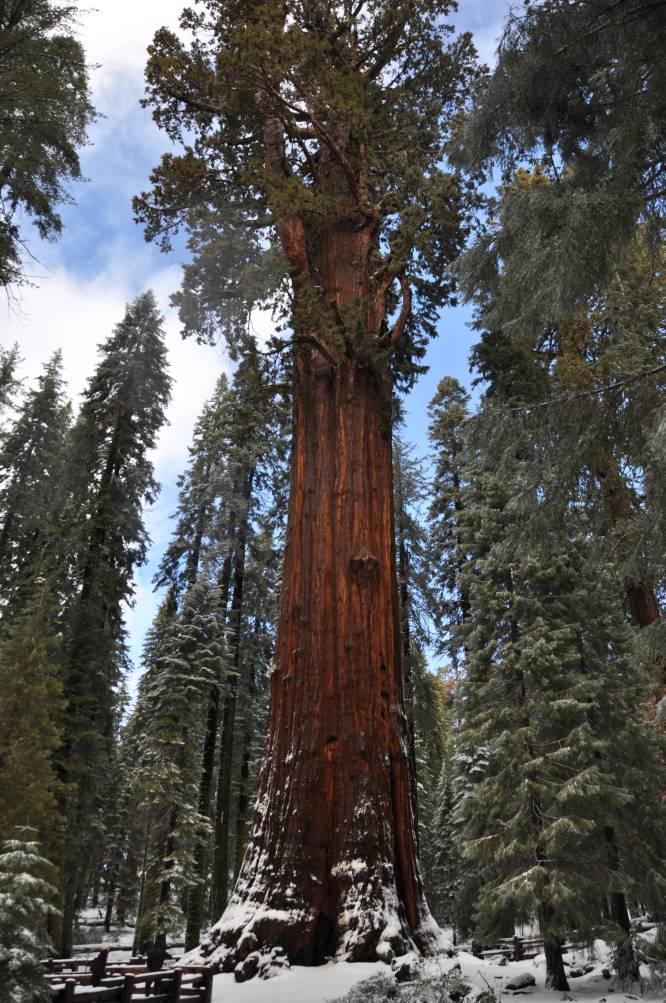 Fotorrelato: Estos árboles han vivido miles de años | Actualidad | EL PAÍS