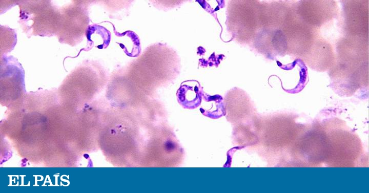 enfermedad de chagas estados unidos