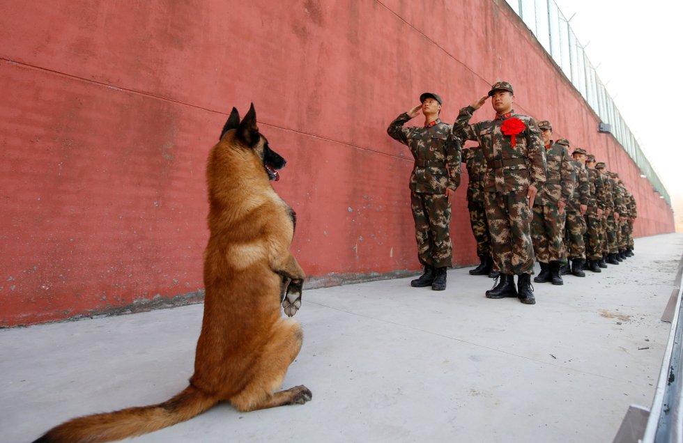 Un perro del ejército permanece firme frente a un grupo de soldados en Suqian (China).