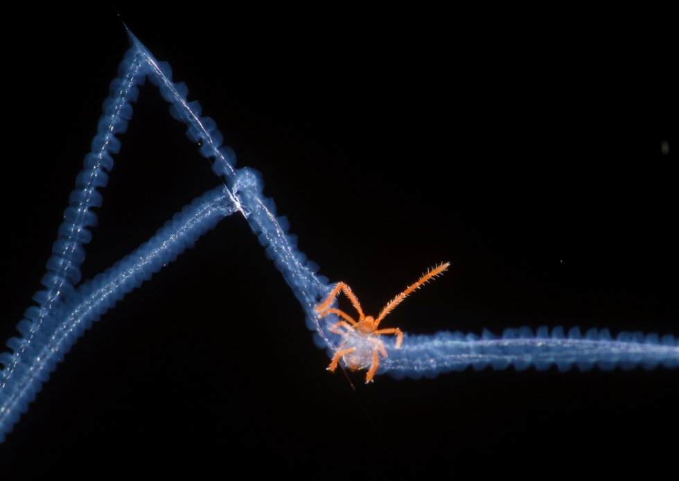 Las arañas del género 'Austrochilus' construyen telarañas con tonos azulados en los bosques chilenos. En esta fotografía, que ha recibido una mención de honor en la categoría Microimagen, un ejemplar teje una telaraña en la que un ácaro queda atrapado.