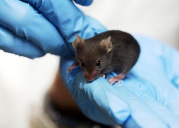La edición genética cura a ratones sordos