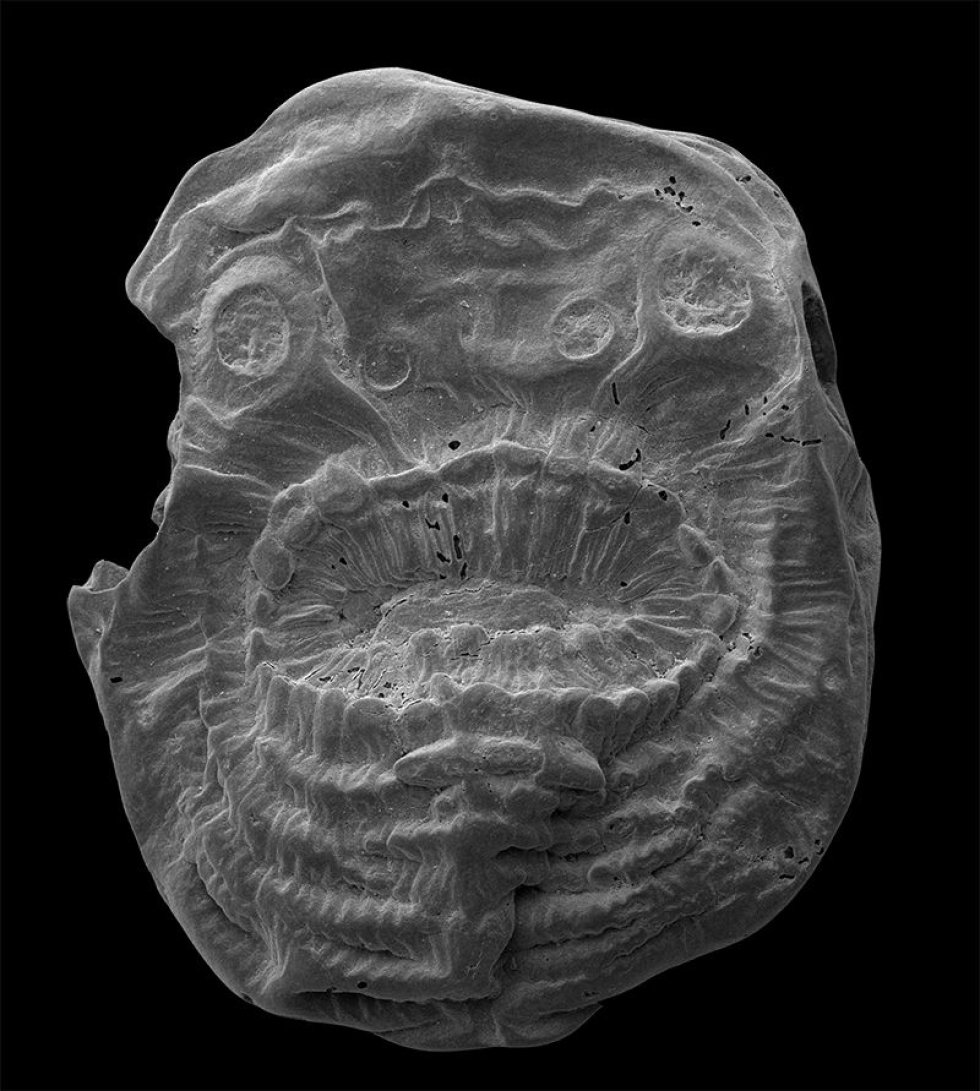 Este fósil a escala milimétrica tiene al menos hace 529 millones de años. La especie, descrita en enero, podría ser el miembro más antiguo conocido de los deuteróstomos, el grupo de animales que incluye a los vertebrados.